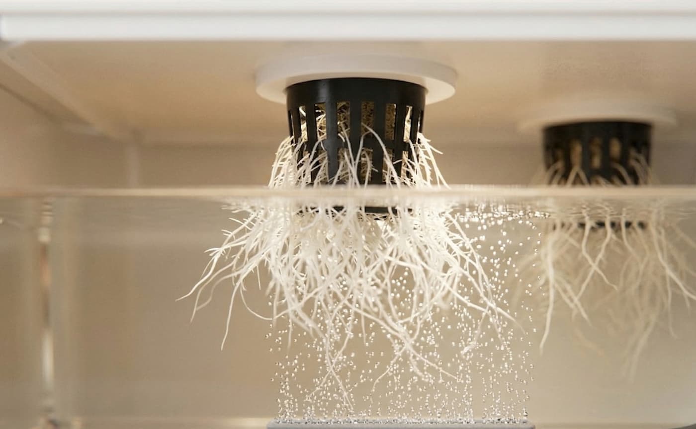 DWC hydroponic system cutaway